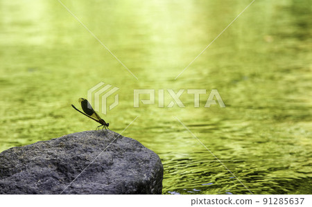 wild dragonfly wild dragonfly 91285637