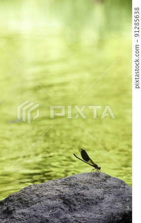 wild dragonfly wild dragonfly 91285638