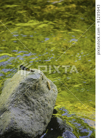 野生蜻蜓 91285643