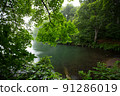 Green maple leaves by the pond in the rain-haze forest 91286019