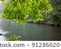 Green maple leaves and pond in the rainy summer forest 91286020