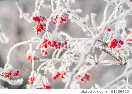 Red winter viburnum covered by snow and ice 91286450