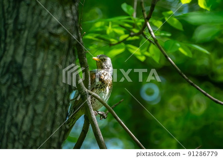 a nightingale is sitting on a branch against the background of green foliage of trees 91286779