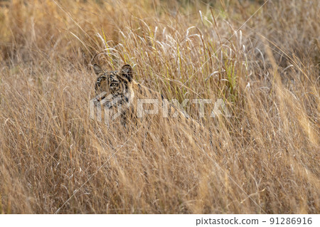 Indian wild female bengal tiger or panthera tigris tigris camouflage in grass at bandhavgarh national park forest madhya pradesh india asia 91286916