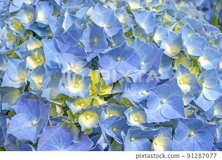 Blue hydrangea macrophylla or hortensia flowers and yellow buds Blue hydrangea macrophylla or hortensia flowers and yellow buds 91287077