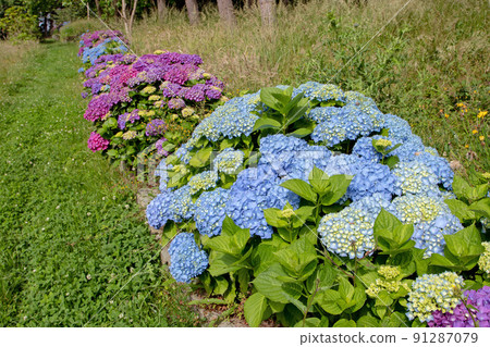 Blue and purple hortensia or hydrangea macrophylla shrubs hedge in the sunny garden Blue and purple hortensia or hydrangea macrophylla shrubs hedge in the sunny garden 91287079