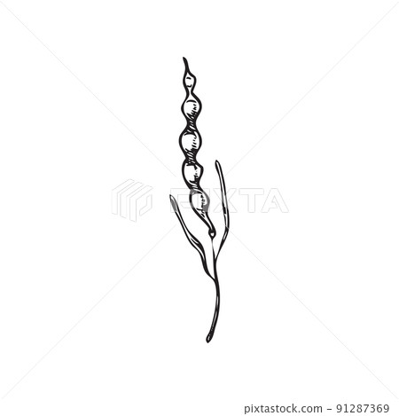 Mustard plant pod with seeds, hand drawn...-插圖素材 [91287369] - PIXTA圖庫