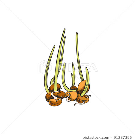 Sprouts of mustard plant, soybean or broccoli - sketch vector illustration isolated on white background. Sprouts of mustard plant, soybean or broccoli - sketch vector illustration isolated on white background. 91287396