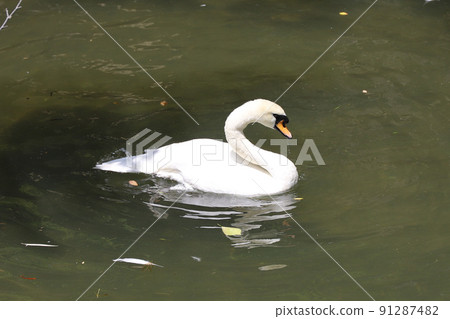 Kurashiki Aichi District Okayama Prefecture 91287482