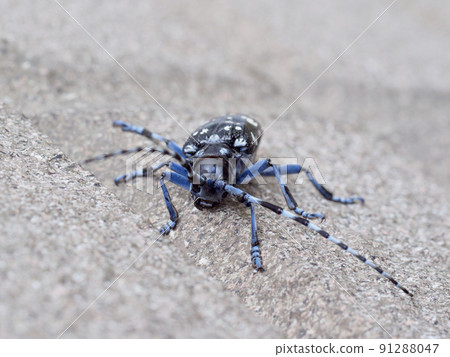 Gomadarakamikiri穆西 91288047