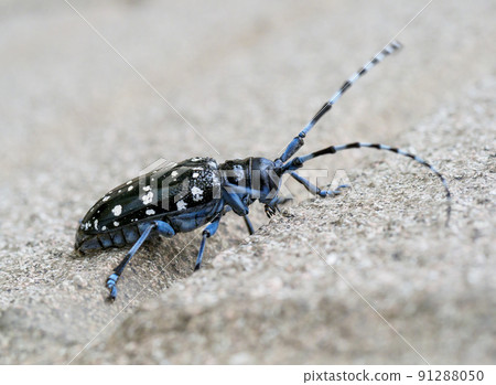 Affiliation 91288050