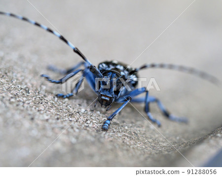 Affiliation 91288056