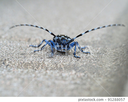 Affiliation 91288057