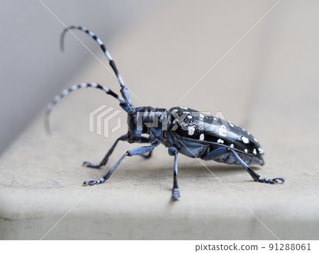 Affiliation 91288061