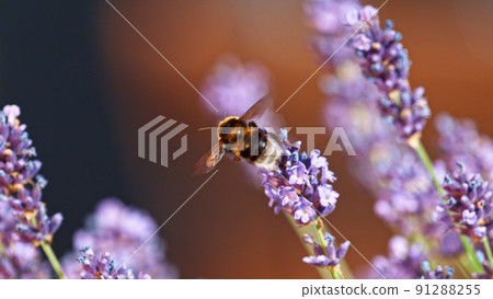 Bumblebee In a Lavender Blossom, macrophotography. 91288255