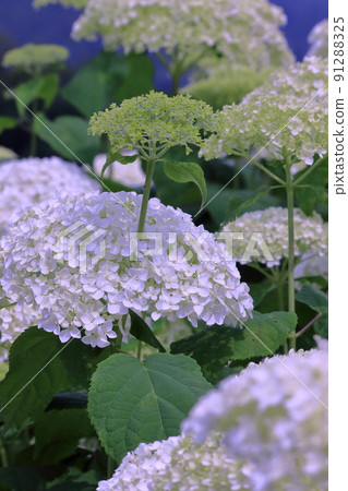 Enjoy the rainy season with white hydrangea (Yone, Otoyo Town, Kochi Prefecture) 91288325