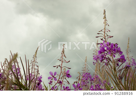 Blooming Willow herb, Ivan tea on blue sky. Willow-herb meadow. willow-herb tea, 91288916