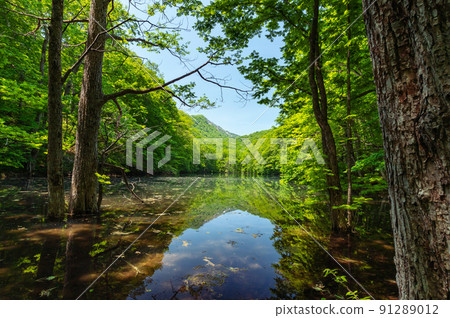 [Towada City, Aomori Prefecture-Naganuma] Fresh green Naganuma-A small path around the ivy swamp. Do you need a doctor to bathe in the forest during the fresh green season? 91289012