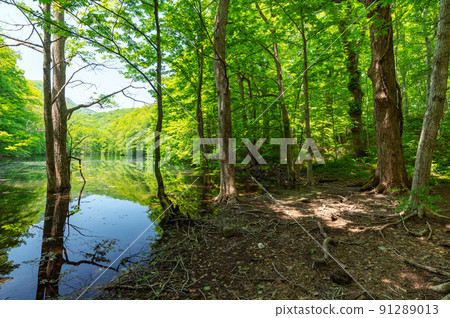 [Towada City, Aomori Prefecture-Naganuma] Fresh green Naganuma-A small path around the ivy swamp. Do you need a doctor to bathe in the forest during the fresh green season? 91289013