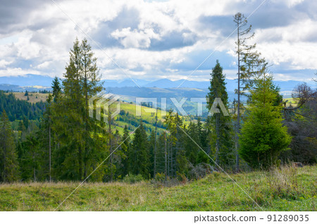 coniferous forest on the grassy hill. mountainous landscape in early autumn on a cloudy day. explore the carpathian countryside 91289035