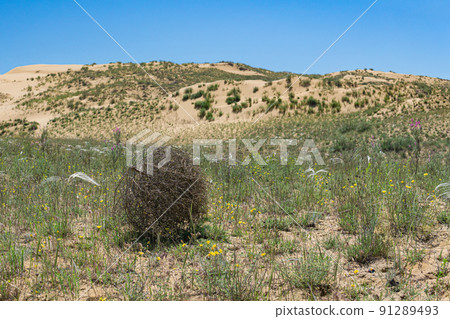 tumbleweed rolls on dry feather grass steppe tumbleweed rolls on dry feather grass steppe 91289493