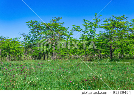 spring sunny open woodland landscape with flowering meadow and deciduous groves 91289494