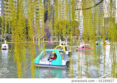 在不忍池的柳樹上看到的天鵝車 91289927