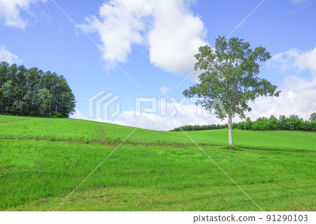 [Biei-cho, Hokkaido] Mild Seven Hills and birch 91290103