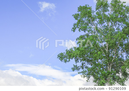 [北海道美瑛町]藍天白樺 91290109