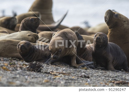 Fur seal pups in breeding colony,Argentina 91290247