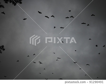 Creepy flock of crows Creepy flock of crows 91290491