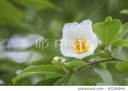 Shara flowers 91290844