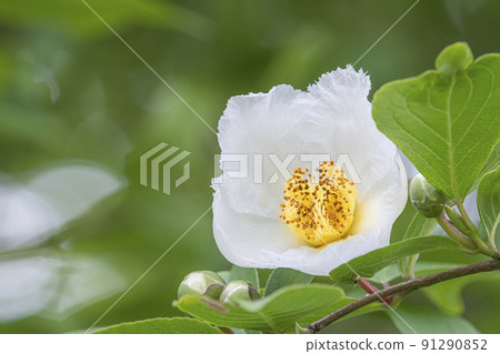 莎拉花 莎拉花 91290852