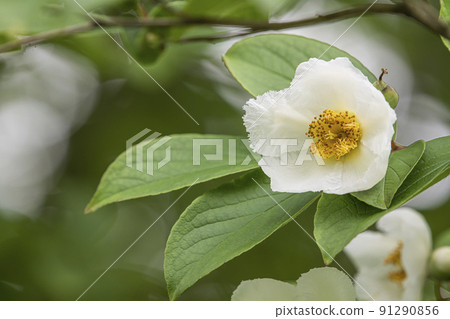 Shara flowers 91290856