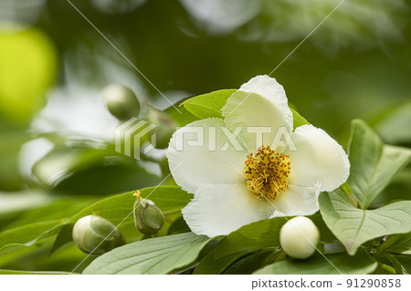 Shara flowers Shara flowers 91290858