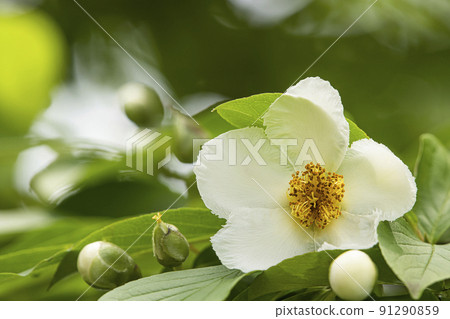Shara flowers Shara flowers 91290859