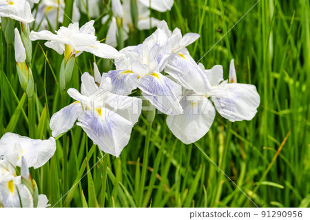 宮城縣多賀城市多賀城遺址Ayameen,盛開的鳶尾花 宮城縣多賀城市多賀城遺址Ayameen,盛開的鳶尾花 91290956