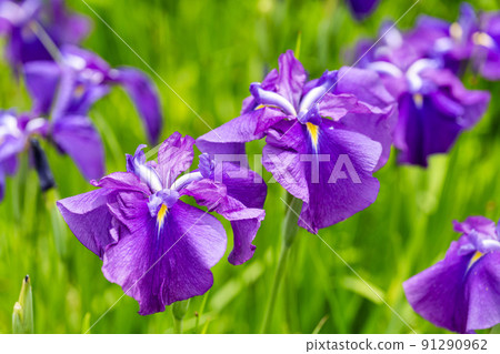 Tagajo Ruins Ayameen, full blooming irises, Tagajo City, Miyagi Prefecture 91290962