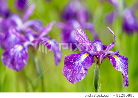 Tagajo Ruins Ayameen, full blooming irises, Tagajo City, Miyagi Prefecture Tagajo Ruins Ayameen, full blooming irises, Tagajo City, Miyagi Prefecture 91290995