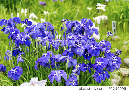 Tagajo Ruins Ayameen, full blooming irises, Tagajo City, Miyagi Prefecture Tagajo Ruins Ayameen, full blooming irises, Tagajo City, Miyagi Prefecture 91290996