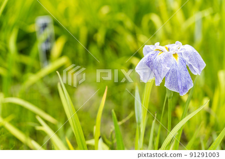 宮城縣多賀城市多賀城遺址Ayameen，盛開的鳶尾花 91291003