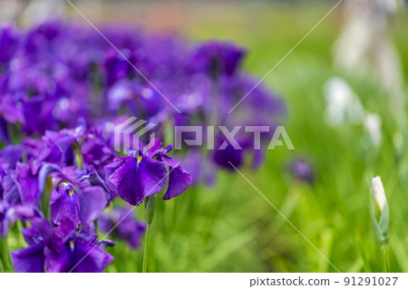 宮城縣多賀城市多賀城遺址Ayameen，盛開的鳶尾花 91291027