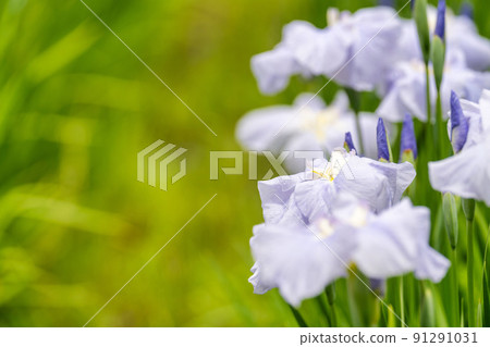 Tagajo Ruins Ayameen, full blooming irises, Tagajo City, Miyagi Prefecture Tagajo Ruins Ayameen, full blooming irises, Tagajo City, Miyagi Prefecture 91291031