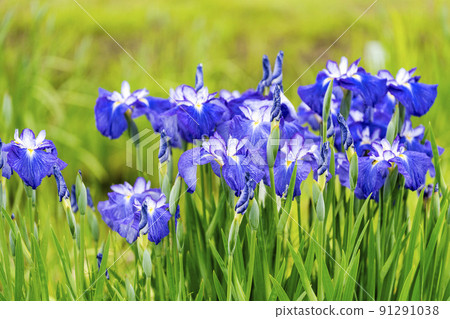 Tagajo Ruins Ayameen, full blooming irises, Tagajo City, Miyagi Prefecture Tagajo Ruins Ayameen, full blooming irises, Tagajo City, Miyagi Prefecture 91291038