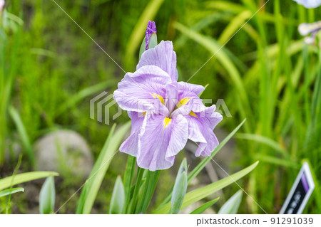 宮城縣多賀城市多賀城遺址Ayameen，盛開的鳶尾花 91291039