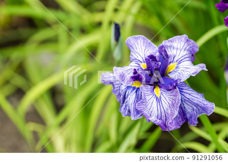 Tagajo Ruins Ayameen, full blooming irises, Tagajo City, Miyagi Prefecture 91291056