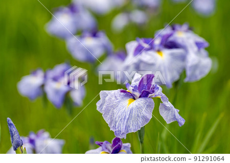 宮城縣多賀城市多賀城遺址Ayameen,盛開的鳶尾花 宮城縣多賀城市多賀城遺址Ayameen,盛開的鳶尾花 91291064