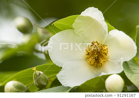 Shara flowers 91291167