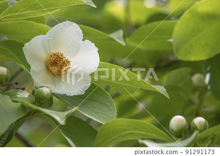 Shara flowers 91291173