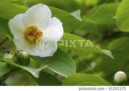 Shara flowers Shara flowers 91291175